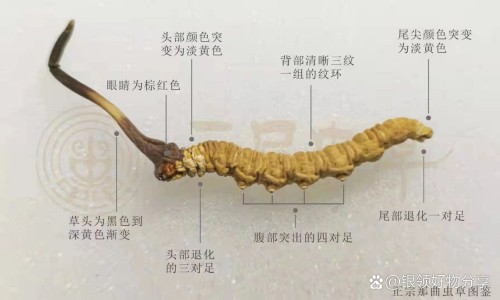 脑益康胶囊-脑康胶囊的成分与剂量是多少专区_脑康胶囊的成分与剂量是多少专区_一脑康胶囊说明书网